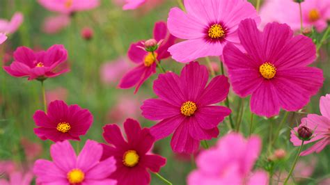 Are Cosmos Flowers Edible? A Deep Dive into the Mysteries of Plant and Human Coexistence